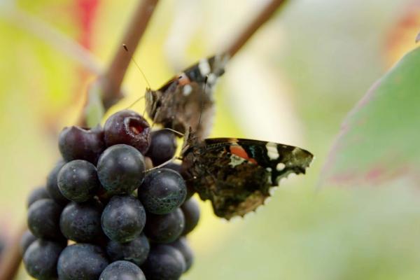Bild 1 von 5: .
