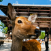 Wildes Japan - Land der tausend Inseln