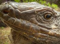 Aus dem Feuer geboren: Die Kanaren Inseln der Glückseligkeit