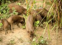 Brahmaputra - Der große Fluss vom Himalaya