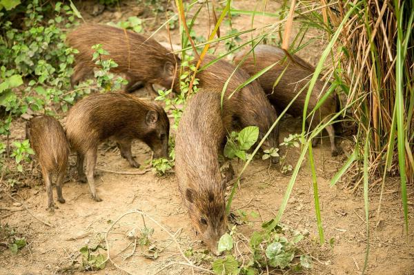 Bild 1 von 33: Im Bild: Wildschweine in Assam, Indien.