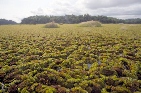 Bild 1 von 6: Die Biomasse des Schwimmfarns Salvinia molesta verdoppelt sich alle zehn Tage. Die invasive Pflanzenart hat enorme Auswirkungen auf die ökologischen und sozialen Aspekte des Ossa-Sees.