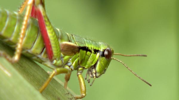 Bild 1 von 5: .
