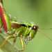 Welt der Tiere