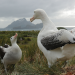 Insel der Albatrosse