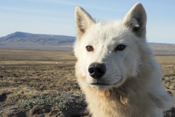 Bild 1 von 6: Wölfe sind von Natur aus neugierig.