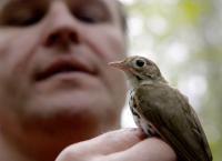 Das Verschwinden der Singvögel