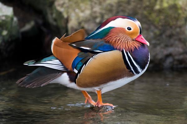 Bild 1 von 10: Mandarinente