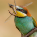 Der Plattensee - Ungarns Wasserwildnis