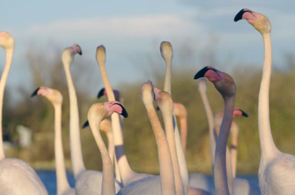 Bild 1 von 2: Die weltweite Flamingo-Population steht durch den Verlust und die Veränderung ihrer Lebensräume zunehmend unter Druck.