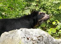 Big Five Südamerika