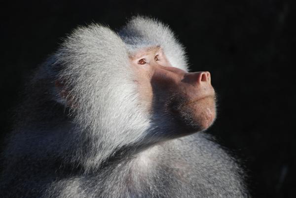 Bild 1 von 1: Ein Pavian.