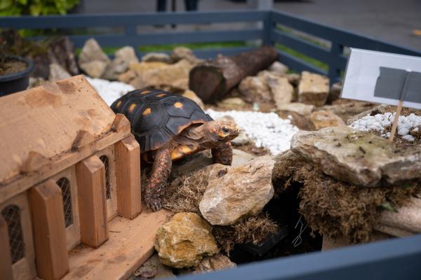 Bild 1 von 4: Dass eine Schildkröte so eine große Rolle auf der Mission von Finja, Joyce und Paul spielen wird, hätten alle drei nicht gedacht.