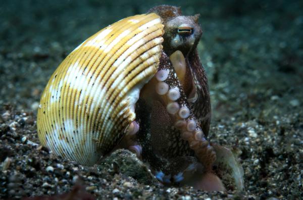 Bild 1 von 4: Dieser Oktopus versteckt sich in der Schale eines entfernt verwandten Tieres, einer Muschel. Die Vorfahren der Tintenfische hatten selbst noch Schalen. Diesen Schutz gaben sie auf.