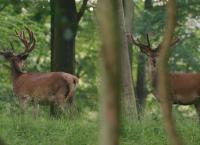Auf der Jagd - Wem gehört die Natur?