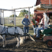 Heartland - Paradies für Pferde