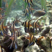 Welt der Tiere