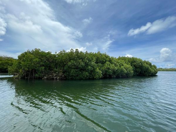 Bild 1 von 14: Auf einer kleinen Mangroveninsel im Nordosten der Insel Mauritius soll nach Daniel Kriegs Ansicht der Schatz des Piraten La Buse vergraben worden sein.