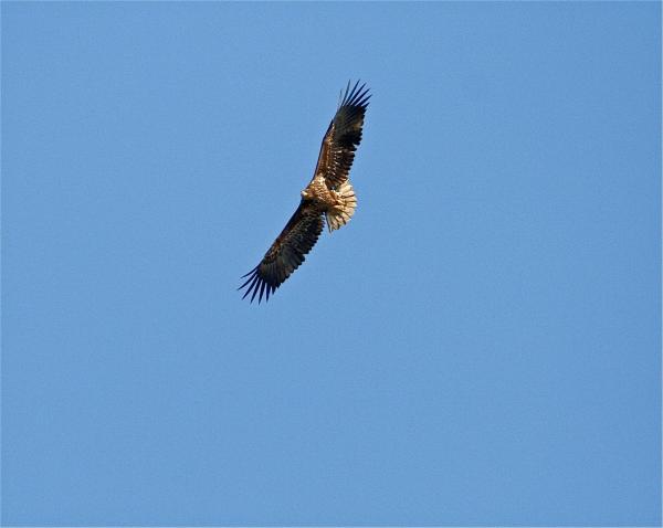 Bild 1 von 10: Im Bild: Seeadler fliegend.