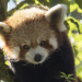 Der Kleine Panda