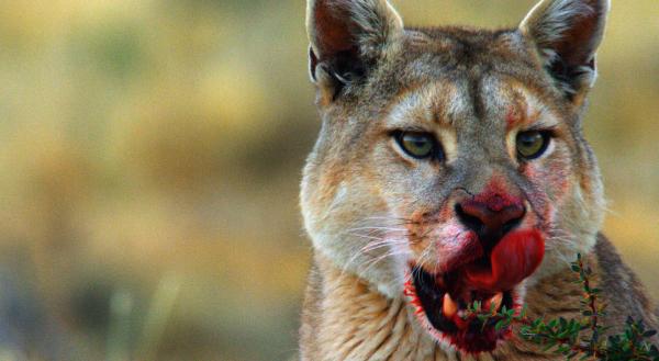 Bild 1 von 5: Portrait eines Pumas. Nachdem die größte Raubkatze Südamerikas ihr Beutetier, ein Guanako, erlegt hat und die ersten Bissen gefressen hat, ist ihre Schnauze blutverschmiert.