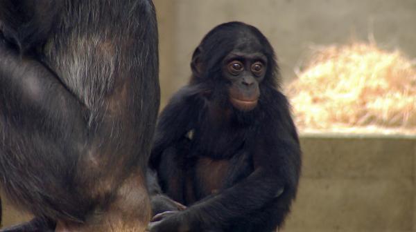 Bild 1 von 2: Ein Bonobo-Baby in der Wilhelma.