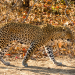 Malika jagt - Abenteuer einer Leopardin