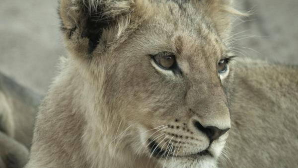 Bild 1 von 1: 