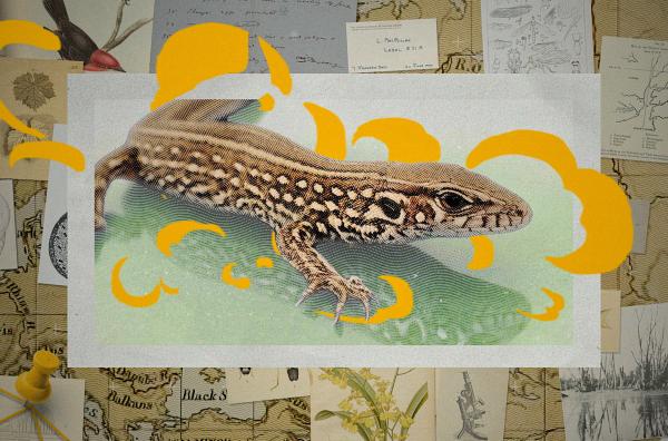 Bild 1 von 5: Die Anolis-Eidechse hat sich dem Klimawandel angepasst. Der vom Menschen verursachte Selektionsdruck zwingt immer mehr Lebewesen dazu, sich weiterzuentwickeln.
