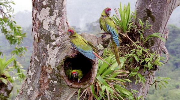 Bild 1 von 1: Costa Rica - Der Regenwald der Österreicher