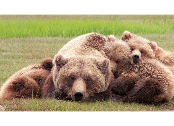 Bild 1 von 4: Einige Bären in Alaska kennt Reno Sommerhalder schon seit Jahren.