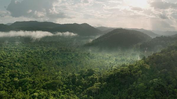Bild 1 von 5: Kaum besiedelt, unberührt und wild, sind die Regenwälder das grüne Herz Guyanas.