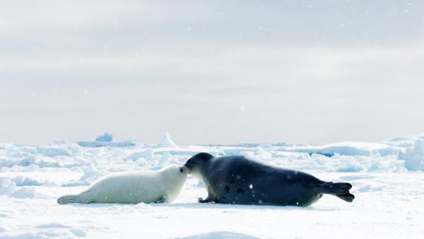 Bild 1 von 12: Sattelrobbenjunge werden nach der Geburt mehrere Wochen von ihren Müttern auf dem Packeis gesäugt, ehe sie so weit entwickelt sind, dass sie im eisigen Wasser schwimmen und für sich selbst sorgen können. Der Rückgang des Packeises bedroht den Fortbestand der Art daher unmittelbar.