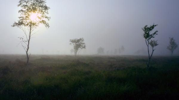 Bild 1 von 13: Pürgschachen Moor in Ardning.