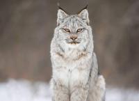 Ein Jahr in Kanadas Wildnis