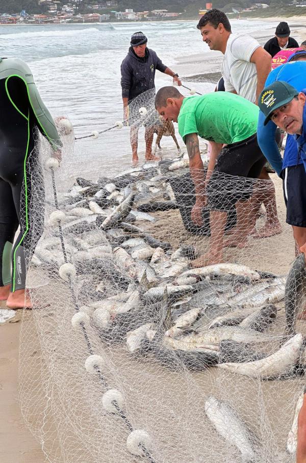 Bild 1 von 3: Die Meeräsche, genannt Tainha, hat einen hohen kulturellen und ideellen Wert für die Fischer und Einwohner von Florianópolis im Süden Brasiliens.