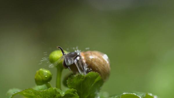 Bild 1 von 10: Für die Schnecke ist ein Regentropfen mehr als nur ein Spritzer.