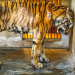 Wildlife Crime - Milliardengeschäft Tierhandel