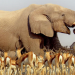 Unbekanntes Afrika