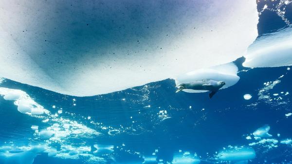 Bild 1 von 16: Im Bild: Eine Sattelrobbe schwimmt unter dem Packeis vor Ostgrönland.