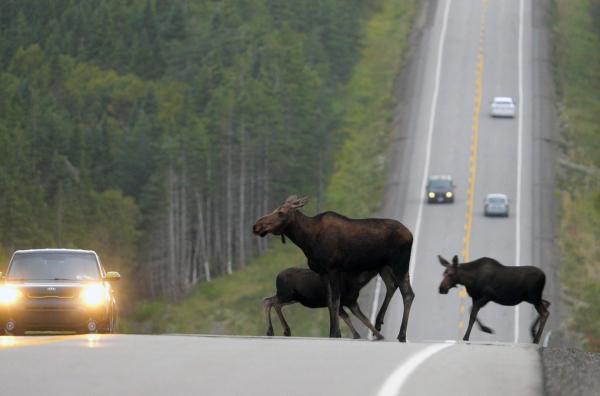 Bild 1 von 4: Eine Elchkuh und ihre beiden Kälber überqueren einen Highway.