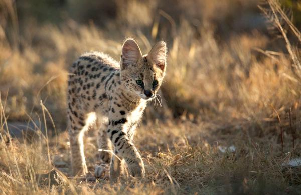 Bild 1 von 5: Nur wenige Wochen alt ist das Serval Kätzchen noch von seiner Mutter angewiesen.