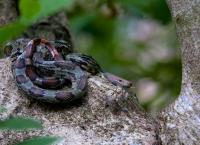 Vietnams geheimnisvoller Norden - Im Reich der Bergwälder
