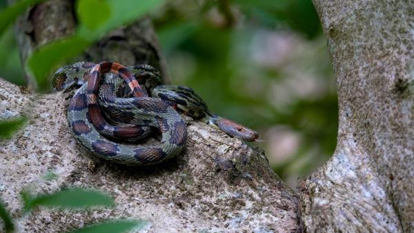 Vietnams geheimnisvoller Norden - Im Reich der Bergwälder