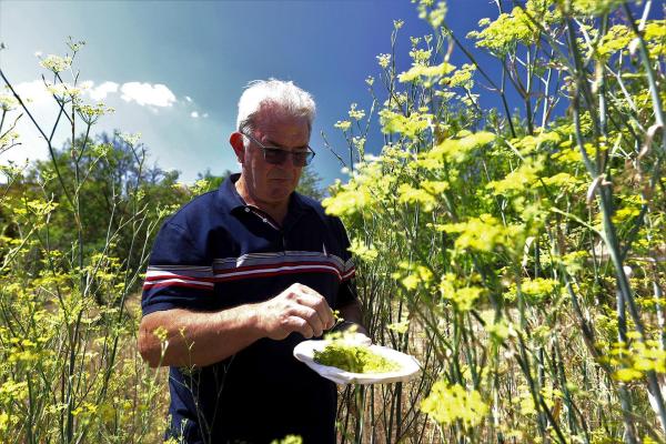 Bild 1 von 16: Im Bild: Igor Grilanc beim Sammeln von Fenchelsamen - auf dem Boden des Triester Karst wächst Fenchel gut