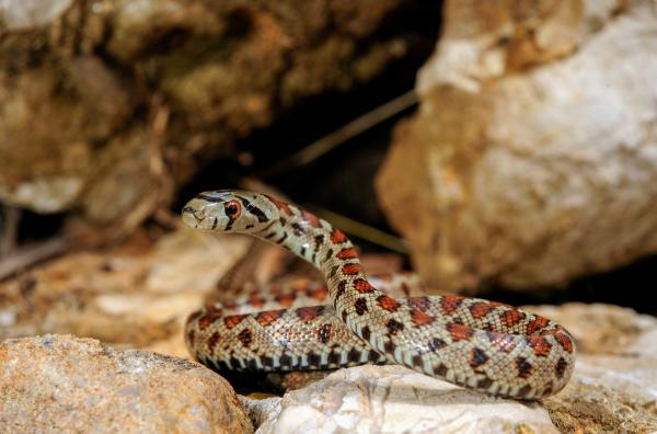 Bild 1 von 6: Eine Leopardnatter beobachtet ein potenzielles Beutetier.