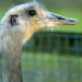 Tierische Doktoren