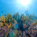 Into the Blue - Indonesiens Unterwasserparadiese