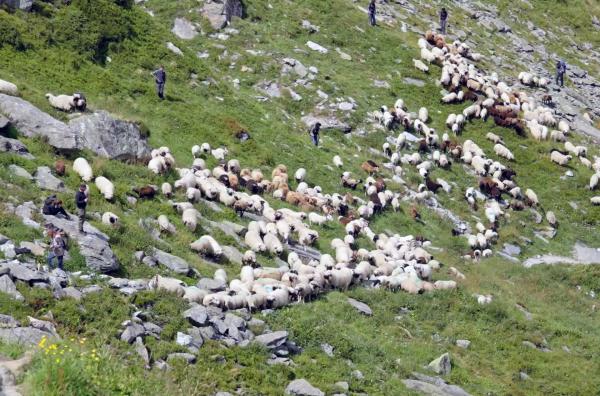 Bild 1 von 6: Gleich müssen die Schafhirten 900 Schafe durch das \