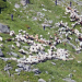 Wilde Schweiz